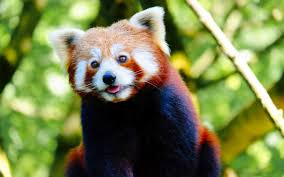 Although both the red panda and the giant panda live in china and eat bamboo, they are not close relatives. Have You Ever Seen A Red Panda Wonderopolis