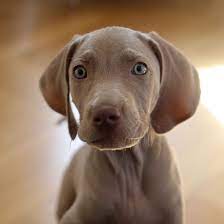 However free labrador retrievers are a rarity as rescues usually charge a small adoption fee to cover their expenses ($100 to $200). 1 Labrador Retriever Puppies For Sale In Michigan