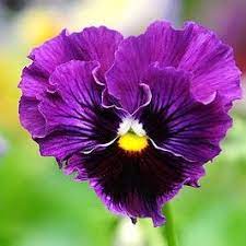 Little Pink Book Thursday Tips With Event Affairs Pansy Inspiration Lpb Winter Flowers Pansies Purple Flowers Beautiful Flowers