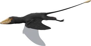 Image result for Pteris preussii