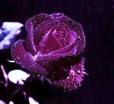 Purple Rose With Water Drops Purple Roses Beautiful Flowers Love Flowers