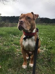 Dog For Adoption Red A Pit Bull Terrier Boxer Mix In Sherwood Or Petfinder