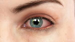 Image result for Blepharis dunensis