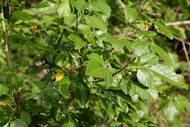 Image result for Allophylus rubifolius