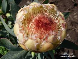 Image result for Protea welwitschii