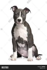 His mother is a black and whit female. American Staffordshire Terrier Puppy 3 Months Image Stock Photo 4208638