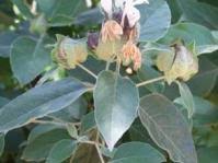 Image result for Barleria heterotricha