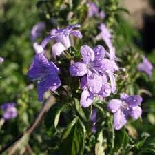 Image result for Barleria setosa