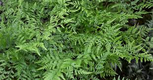 Image result for Davalliaceae