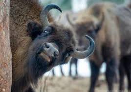 Царь белорусских лесов! Зубр в Беловежской пуще