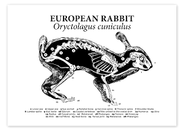 Bone structure of the wild rabbit