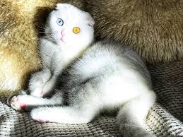 Anak kucing comel baru bangun tidur. Sangat Comel Unik Dan Jarang Ditemui Mata Berbeza Warna Orangmuo My