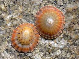 Limpet Shells Sea Shells Limpet