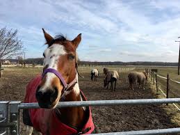 Pferd vergewaltigt: Geldstrafe für Rheurdter