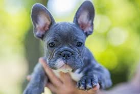 French bulldog in dogs & puppies for sale. How Much Is A French Bulldog Puppy Price By State Marvelous Dogs