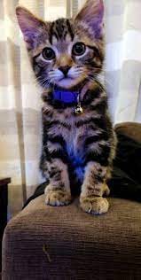 Cute Animals Cartoon Images It Is Cute Farm Animals Gif Only Cats And Kittens For Sale St Albans All Cats And Kittens Fo Kitten Breeds Kittens Cutest Cute Cats