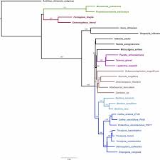 Image result for Tricalysia semidecidua