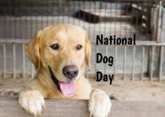 National puppy day and national dog day are now great opportunities to adopt a dog because shelters typically have the highest intake of dogs first celebration of national dog day. National Dog Day In 2021 2022 When Where Why How Is Celebrated