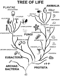 Pin On Syntax Binary Trees