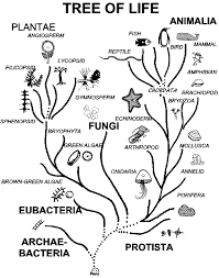 tree of life biology | Evolution science, Teaching biology, Biology