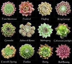 Plantas suculentas plantas jardin rosas nombres de cactus decoración natural cactaceas flores lindas desierto huerta. El Cactus Nombres De Los Diferentes Tipos De Cactus Y Facebook
