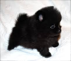 A newborn puppy requires 1cc of newborn puppy formula for every ounce of their body weight. Black Pomeranian Puppy Teacup Novocom Top