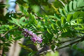 Image result for Millettia drastica