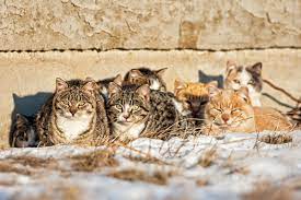 Life In A Feral Cat Colony Cats On Broadway Veterinary Hospital
