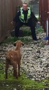 No Kidding Around Police Arrest Sunny The Goat After Stand Off Goats Vets Police