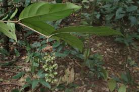 Image result for Bertiera