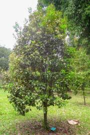 Image result for Eugenia natalitia