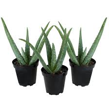Image result for Aloe