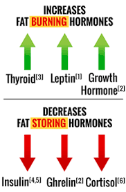 Over 40 Hormone Reset Diet Hormone Reset Diet Metabolism Reset Diet Hormone Balancing Diet