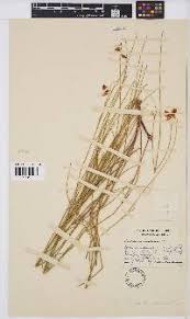 Image result for Crotalaria steudneri