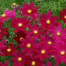 Cosimo Purple Red Cosmos Seeds Deep Purple Red Flowers On 18 24 In Tall Plants A Fleuroselect Approved Novelty Annual Flowers Flower Seeds Cosmos Flowers