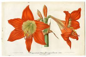 Image result for Hippeastrum puniceum