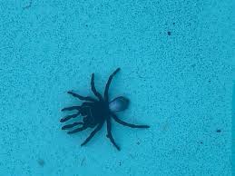 Adults can stay underwater for almost two hours and dive to depths of 2,000 metres, maybe more! Australian Woman Finds 20 Venomous Mouse Spiders At Bottom Of Swimming Pool The Independent