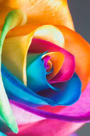 Rainbow Rose Rainbow Roses Rainbow Flowers Beautiful Flowers