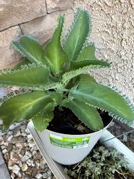 Image result for Kalanchoe