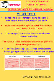 Play this game to review cell structure. Gcse Ocr Biology Cell Structure Nerve Cell Complete Revision Summary Notes Video Question Gcse Biology Revision Biology Revision Biology