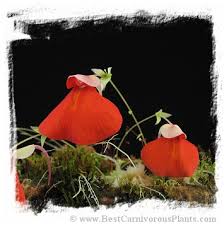 Image result for Utricularia formula