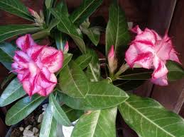 Maybe you would like to learn more about one of these? Rosa Del Desierto Adenium Obesum Para Mi Jardin