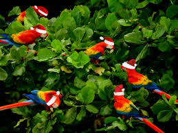 Costa rica's distance from the capital in guatemala, its legal prohibition under spanish law against trading with its southern neighbors in panama, then part of the viceroyalty of new granada (i.e., colombia), and the lack of resources such as gold and silver, resulted in costa rica attracting few inhabitants. When Will Costa Rica Re Open For Tourists