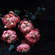 Darlingonzola Belles Fleurs Photographie De Fleur Maison Des Fleurs