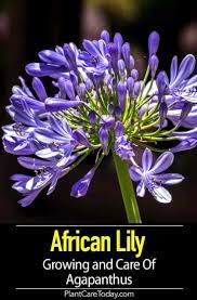 Agapanthus Blue How To Care For African Lily Of The Nile African Lily Agapanthus Plant Agapanthus