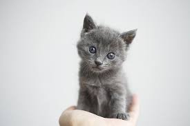 mg 0576 grey kitten cute cats pretty cats