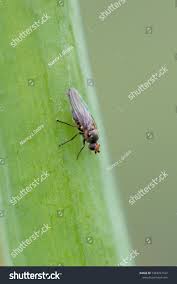 Image result for phytomyza gymnostoma