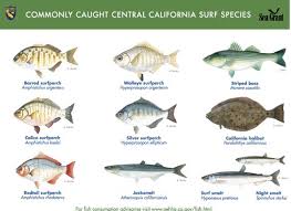 Black And White Striped Fish In The Gulf Of Mexico Commonly Caught Central California Surf Species California Surf Fish Tropical Fish