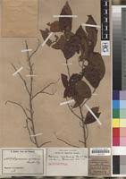 Image result for Maprounea