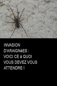 Invasion D Araignees Voici Ce A Quoi Vous Devez Vous Attendre Spider